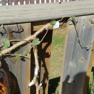 Kitties getting into trouble