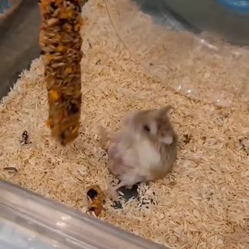 Funny Animals #animallovers #cute #cuteanimals #funny #funnyvideos