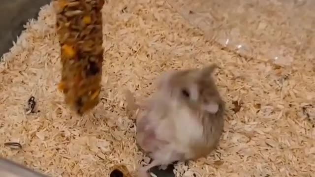 Funny Animals #animallovers #cute #cuteanimals #funny #funnyvideos