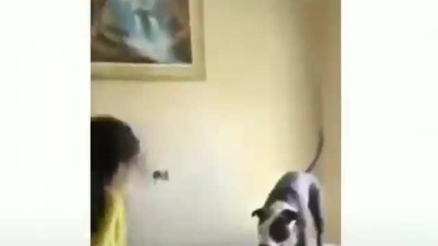 dog jumping on the mattress with the kids