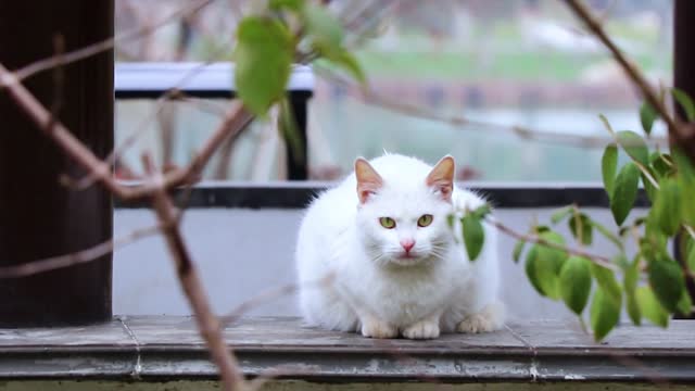 Cat:Do I look very fierce, don't come here