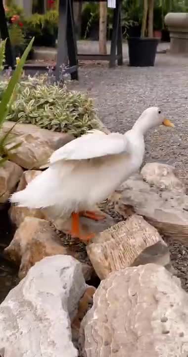 Geese Walking in a Park