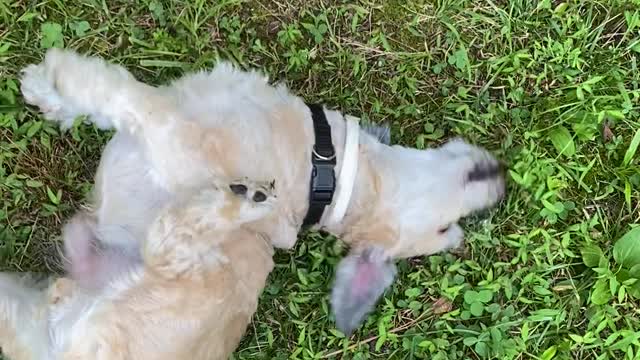 George packs a wallow