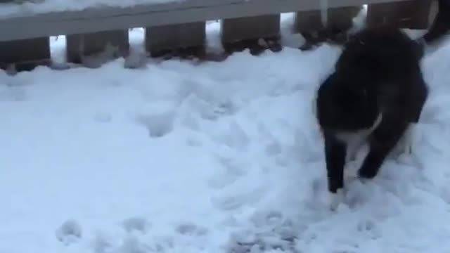 Cat’s first interaction with snow