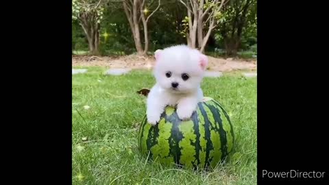 Baby dog, cute and funney baby dog enjoy with a quotes cute dogs
