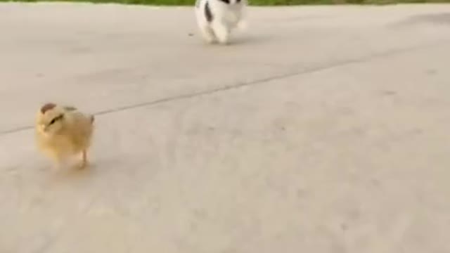 Puppy vs chick running race