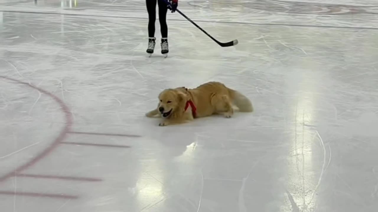 How dog play ice hockey