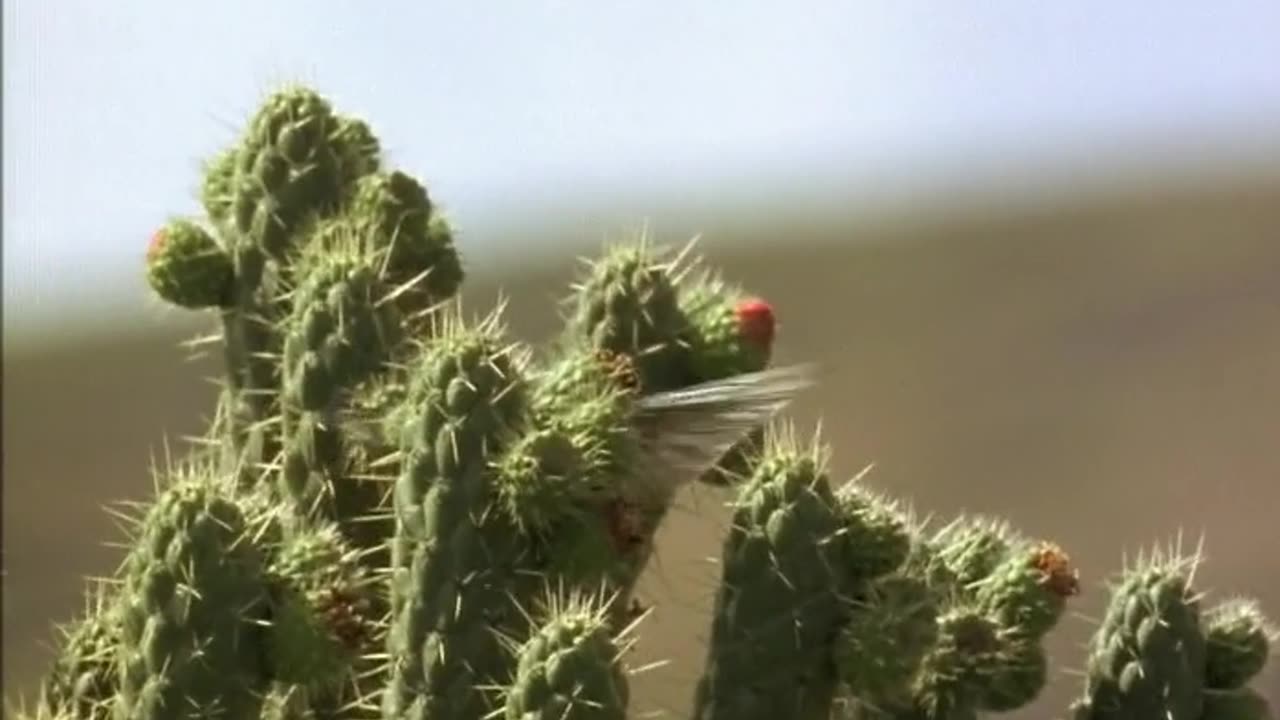 Humming Birds Life Of Birds David Attenborough BBC Clip