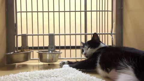 Cat in cage up for adoption at pet store