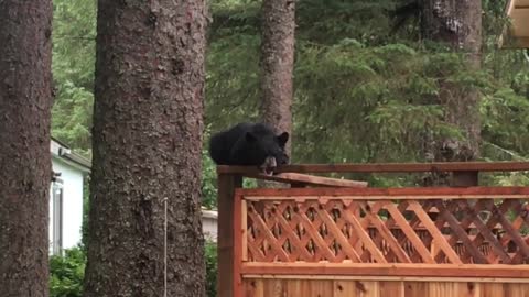 Bear Cub Calling out for its Mother