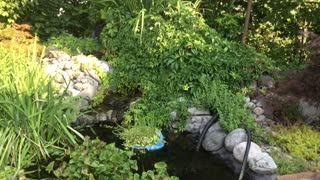 My koi pond