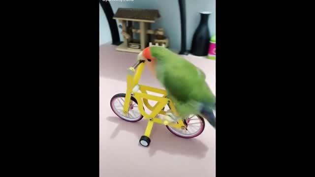 A Parrot Rides a Bike, And in The End,He Falls