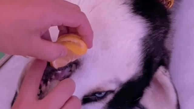 Squeeze lemon juice for dog and he throws a tantrum.