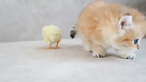 Cute baby cat playing with baby bird