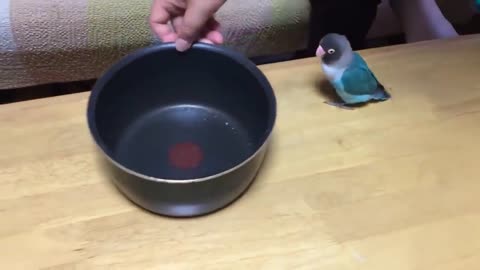 Cute budgies are attracted to the bowl