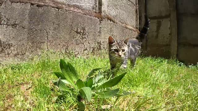 cat having fun with friend