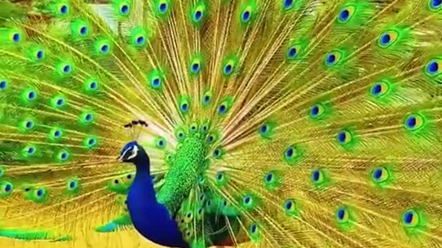 Peacock, the king of birds, is an auspicious bird