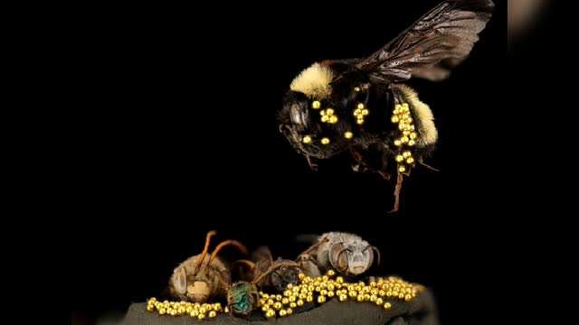 How Bees trained to collect gold dust in Congo 30 sec learning