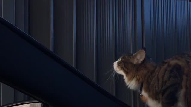Brown cat tries to jump off car hood and slips
