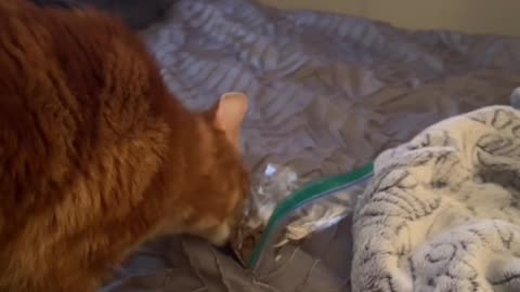 Cat Completes Almost Perfect Heist