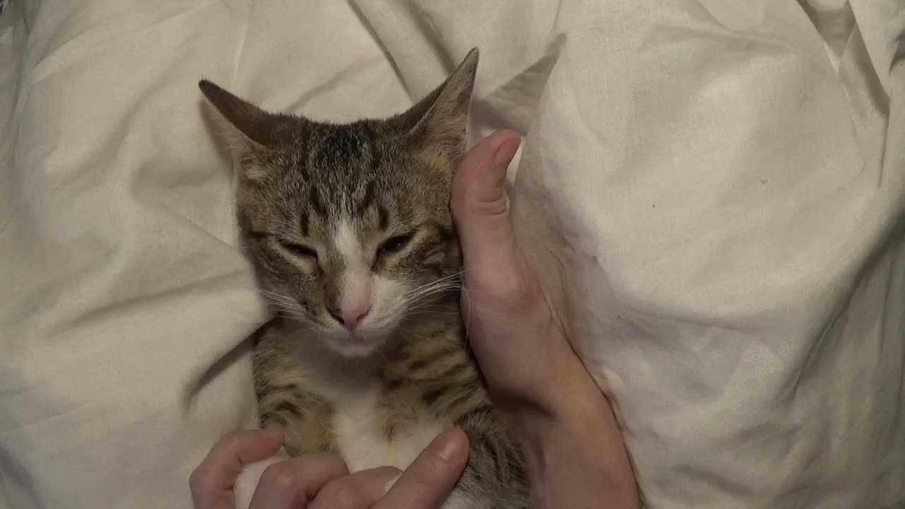 Cute Little Cat Puts His Paws Behind the Ears