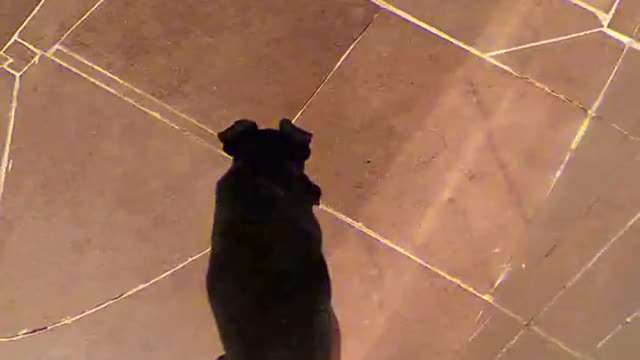 Segura o doguinho kkkk