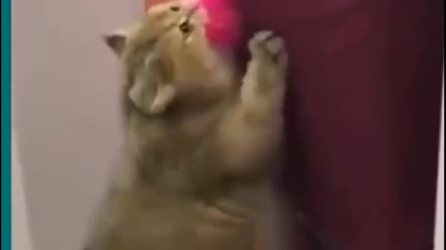 Funny Cat๐๐ Climbing Up๐ & Down๐ Beautiful Videos