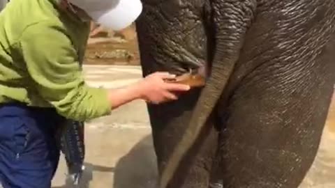 Most Funny Pet - Cutest baby elephant Videos _ Cute moment of the animals