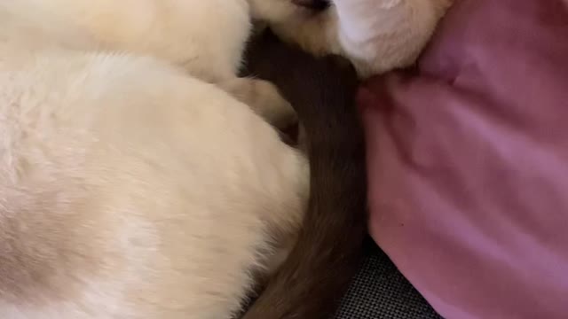 Do cats really have feelings ♥️🤗😂