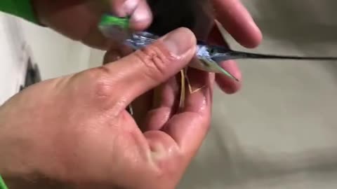Rare baby Sailfish