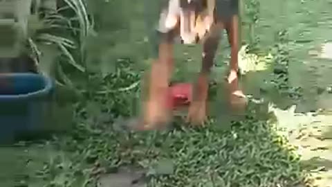 Funny Dobermann