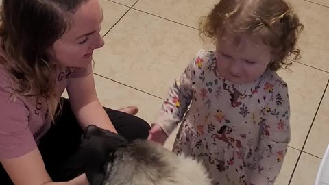 Pixie 3rd Day With Drew - Caucasian Ovcharka Dog - Caucasian Shepherd
