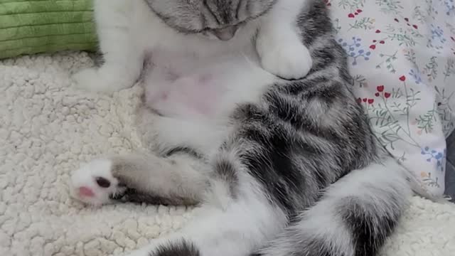 Munchkin cat grooming