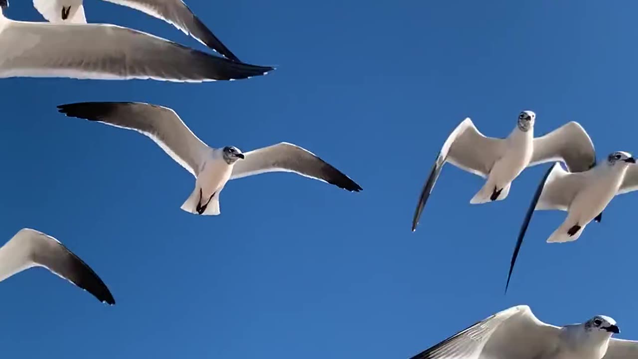 Birds BTS