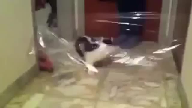 Funny and Silly Animal Cat Fail 2021