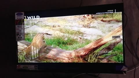 Animal lovers