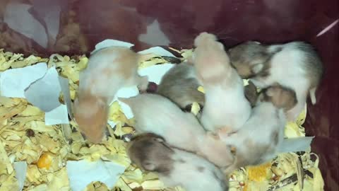 Baby hamster day 1 to day 30