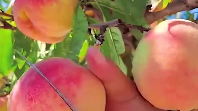 Amazing Fruit's 🤤