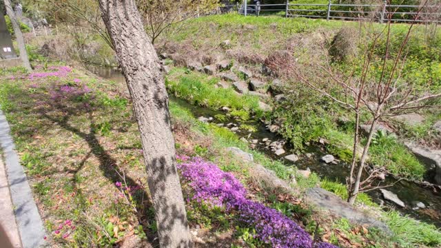 flowing stream in the park