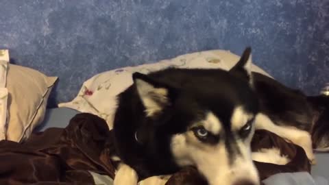 funny dog hasky