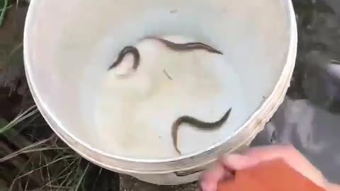 This is a beautiful and charming water-dwelling species