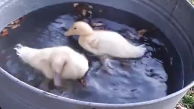 duck cubs swimming in the bathtub