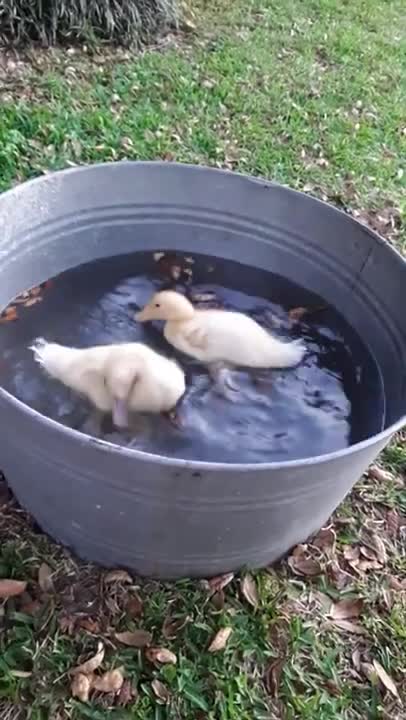 duck cubs swimming in the bathtub