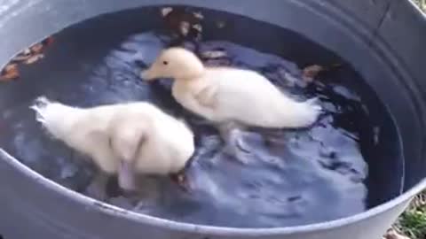 duck cubs swimming in the bathtub