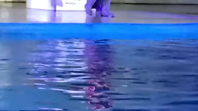 seal show