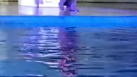 seal show