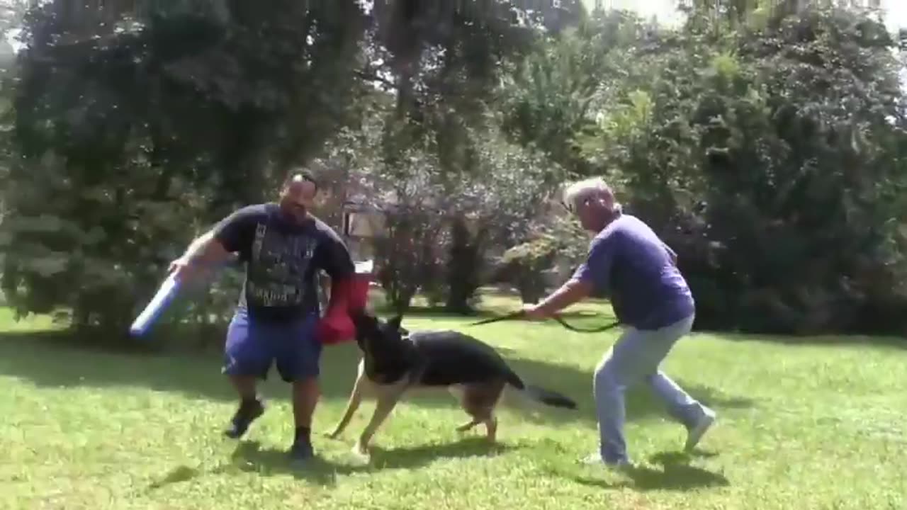 How To Make Dog Become Fully Aggressive With Few Simple Tips.