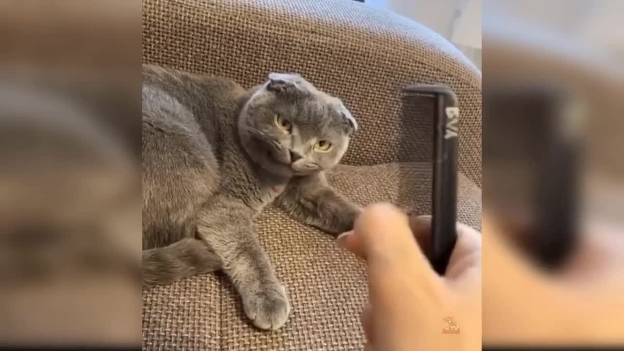 Funny Cat Video #5