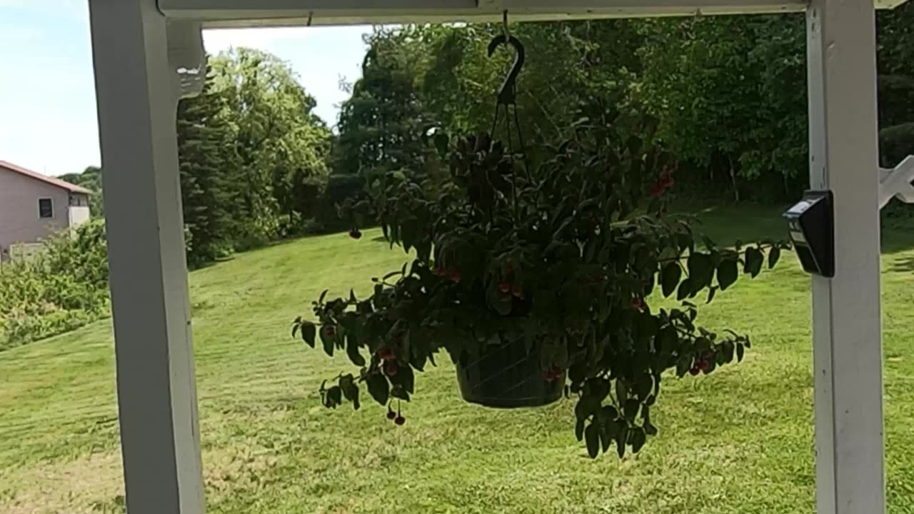 Purple finches in our potted plant