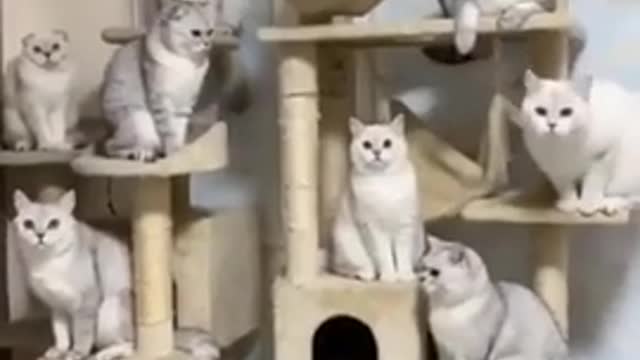 the best funny cat videos - all the best